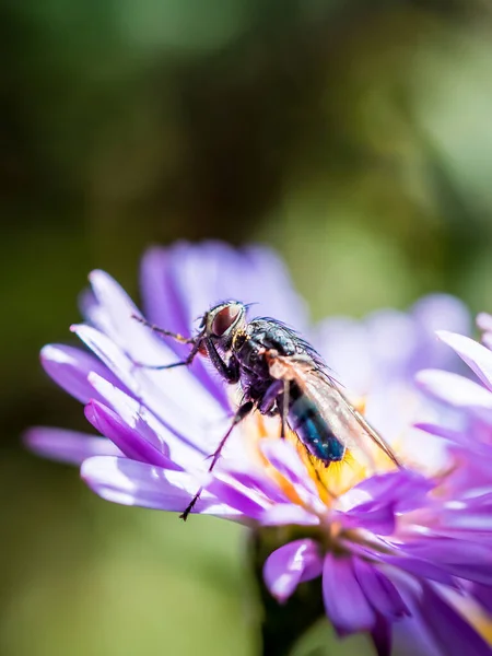 Bir New England Aster (Novae-Angliae) çiçeğinde poz veren Mavi Kelebek (Calliphora Vicina).