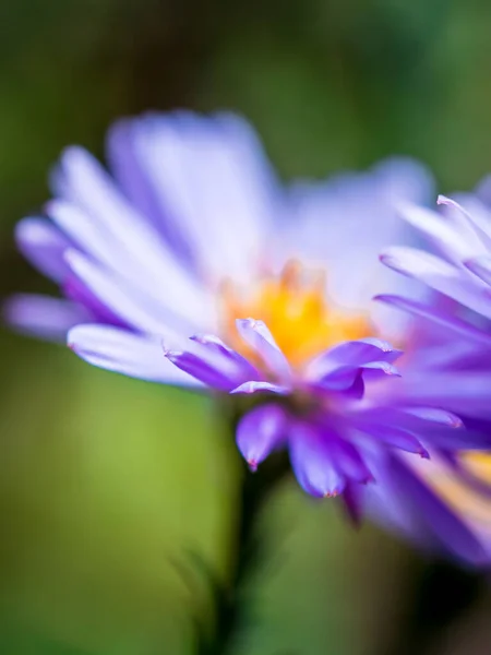 New England Aster Novae Angliae Fiore — Foto Stock