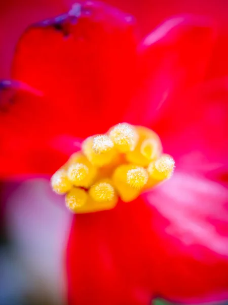 Närbild Röd Begonia Med Gul Stigma — Stockfoto