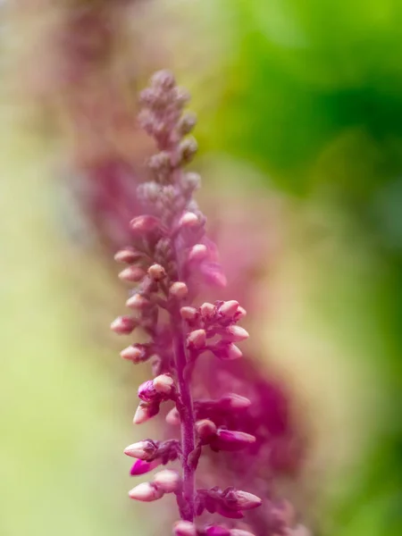 Bulanık arkaplanı olan ortak Heather (Calluna vulgaris) 'ın yakın çekimi