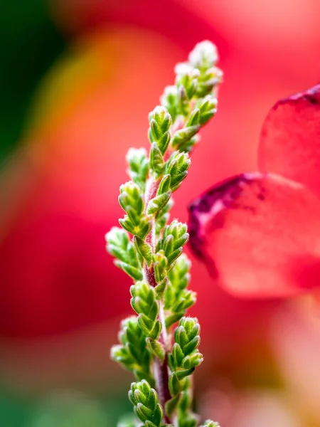 Bulanık arkaplanı olan ortak Heather (Calluna vulgaris) 'ın yakın çekimi