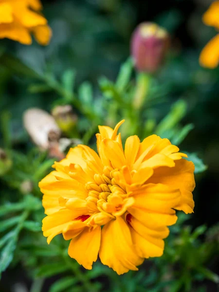 Bulanık arkaplanı olan güzel Orange Marigold çiçeği.