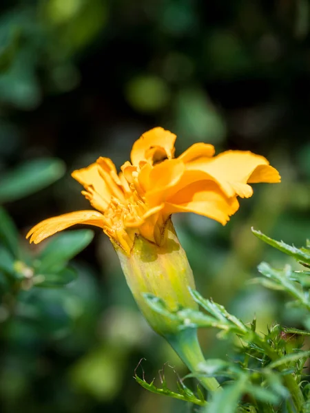 Narancs Marigold Virág Elmosódott Háttér — Stock Fotó