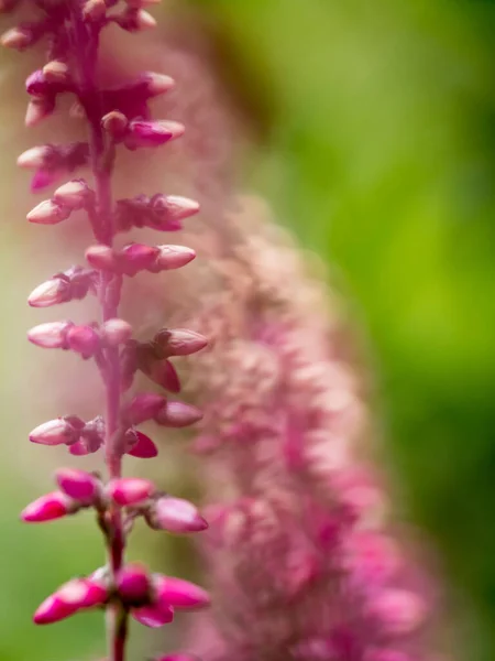 Bulanık arkaplanı olan ortak Heather (Calluna vulgaris) 'ın yakın çekimi