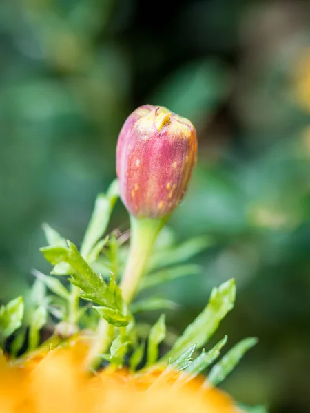 Narancs Marigold Virág Bimbó Homályos Háttér — Stock Fotó