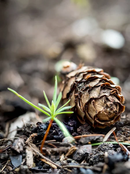 Closeup composition of a pine cone and a pine sprout. From the seed to the tree. Reforestation of the Earth.