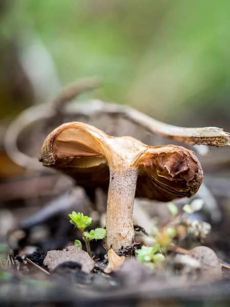 Mezzo Fungo Tagliato Nel Campo Autunno — Foto Stock