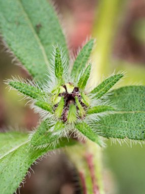 Yapraklı Rudbeckia çiçeği tomurcuğu