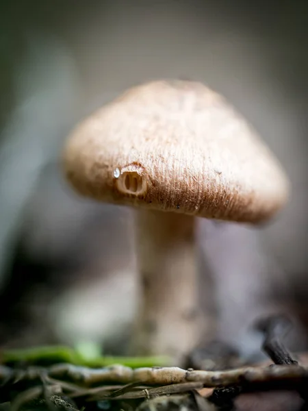 Small Mushroom Garden Autumn Soft Focus — Stock Photo, Image