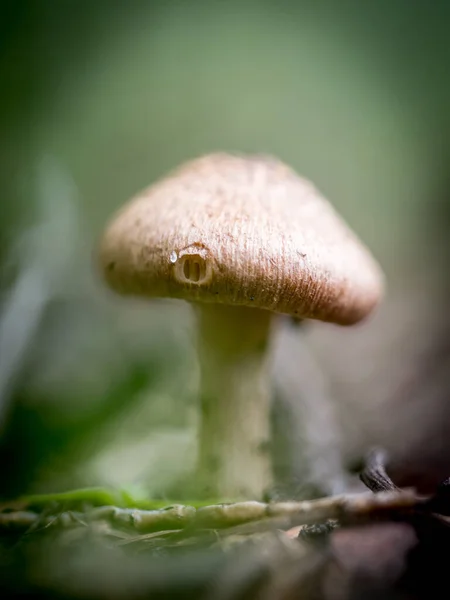 柔らかい焦点で秋の庭の小さなキノコ — ストック写真