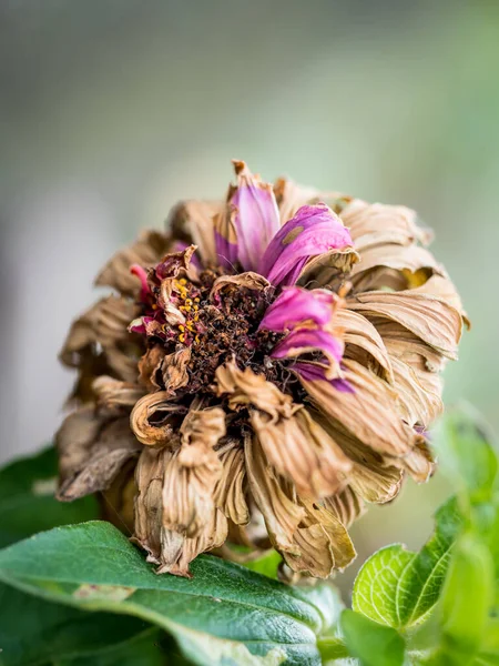 Solmuş mor Zinnia çiçeği bahçede.