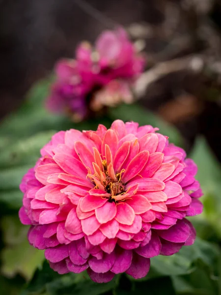 Luminoso Viola Elegante Fiore Zinnia Giardino — Foto Stock