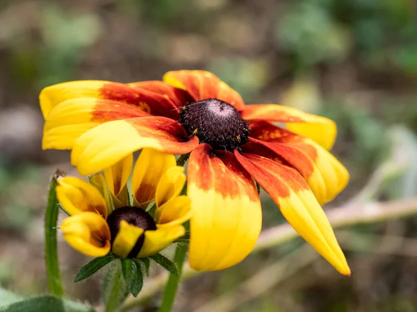 Gyönyörű Coneflower Rudbeckia Sárga Narancs Virág — Stock Fotó