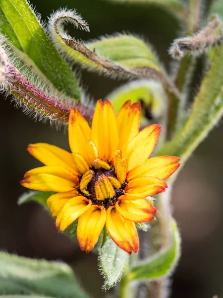 Kapalı Coneflower 'lar Rudbeckia sarı turuncu çiçekleri yaprakları ile ve etrafında sap
