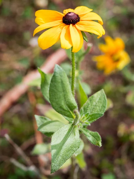 Fűrészes Rudbeckia Sárga Narancs Virág Levelekkel Szárral — Stock Fotó