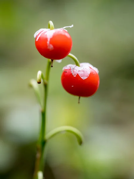 Kızıl Avrupalı Vadi Zambağı - Convallaria majalis