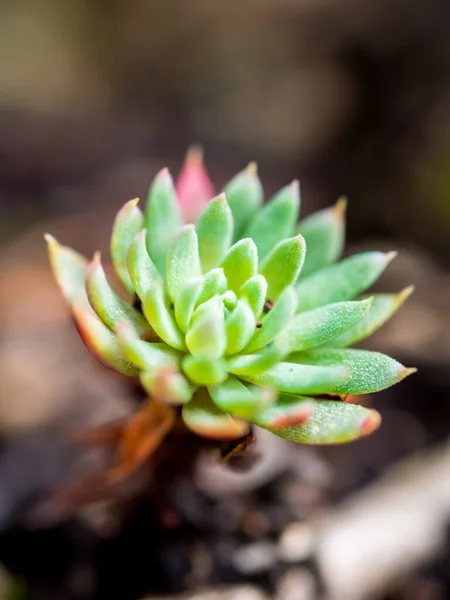 Bahçesinde bulutlu güneş ışığı olan küçük Echeveria bitkisi