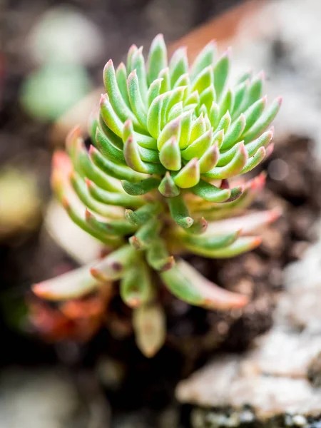 Bahçesinde bulutlu güneş ışığı olan Echeveria bitkisi