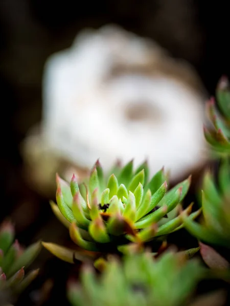 Arka planda bulanık salyangoz kabuğu ile Echeveria