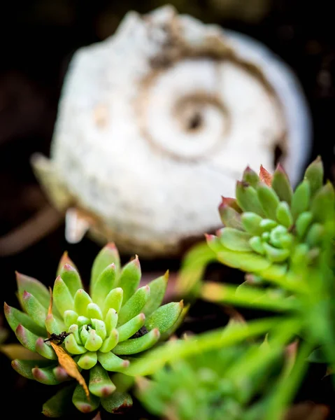 Arka planda bulanık salyangoz kabuğu ile Echeveria