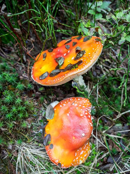 秋には山の中のオレンジ アマニタ ムスカリア Fly Agaric — ストック写真