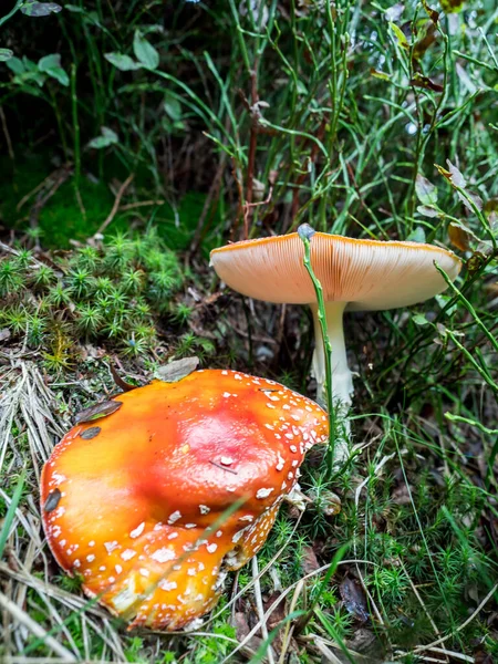 秋には山の中のオレンジ アマニタ ムスカリア Fly Agaric — ストック写真