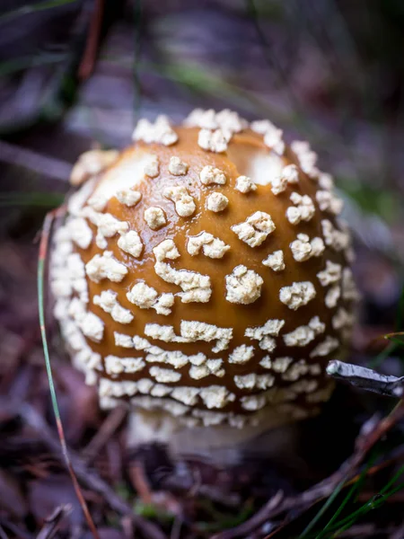 Sonbaharda dağlarda kapalı kahverengi Amanita regalisi