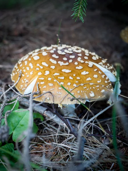 秋に山の中で茶色のアマニタ レガリスを開く — ストック写真