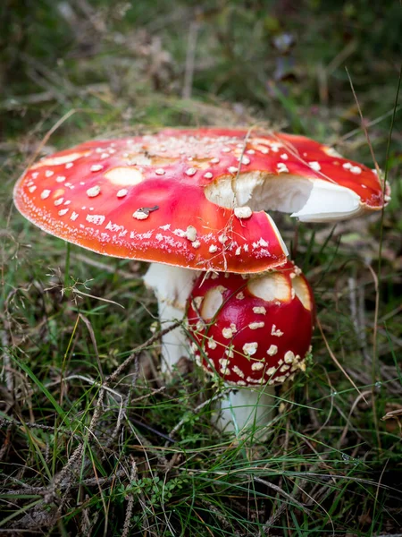 Küçük kapalı ve büyük kırmızı Amanita muscaria (Fly Agaric)