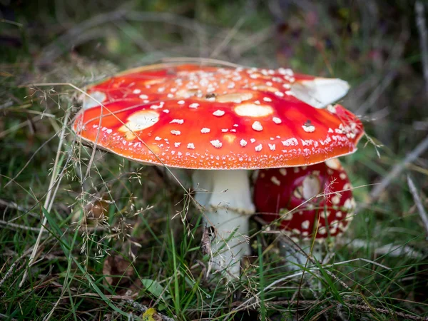 Sonbaharda dağlarda Kızıl Amanita muscaria (Sinek Agariç)