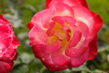 Rose Blooming Açık Hava Damlaları. Yakın plan
