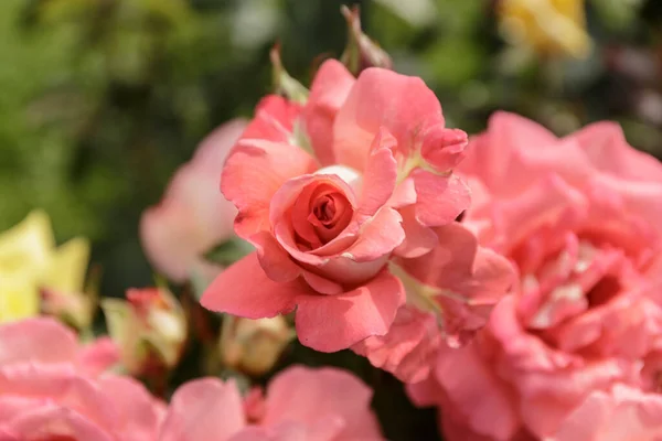 Rose Kwitnąca Zewnątrz Kroplami Rosy Zbliżenie — Zdjęcie stockowe