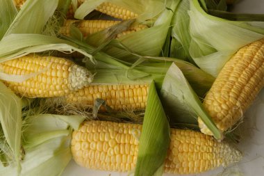 Vejetaryen yemeği. Olgun Mısır Koçanı, Beyaz Arkaplanda izole