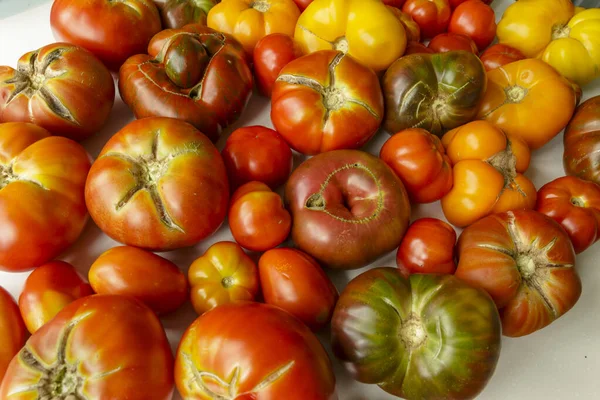 Verschiedene Frische Bio Tomaten — Stockfoto