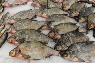 Buzda donmuş balık ve bir kont. Bbream.