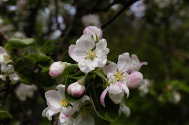 Bahar elması çiçeği yakın plan.