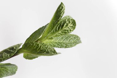 Beyaz arka planda taze naneli yeşil dal..