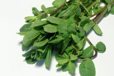 Beyaz arka planda taze naneli yeşil dallar..