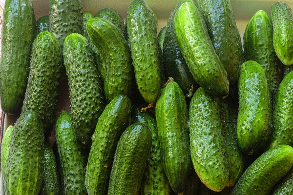 Grüne Gurken Frische Produkte Vom Bauernmarkt — Stockfoto