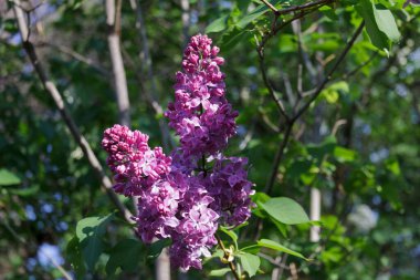 Çiçek açan leylağın dalı. İlkbahar çiçekleri ilkbahar bahçesinde.