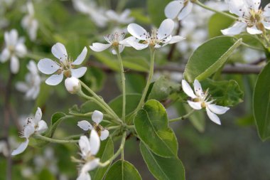 Baharda ağaçların dallarında beyaz çiçekler.