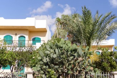 Dikenli kaktüs. Kaktüslerin yetiştirilmesi, şehir manzarasının dekorasyonu olarak. Şehir manzarası.