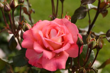 Gül 'e yakın çekim, Çiçek açan açık hava yaprakları üzerindeki çiğ damlalarıyla. 