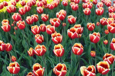 Çiçek tarhında yetişen çok renkli laleler. Renkli Arkaplan.