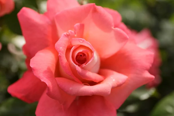 Zbliżenie Rose Kwitnący Zewnątrz Kroplami Rosy Płatkach — Zdjęcie stockowe