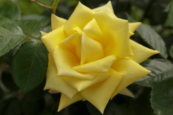 Closeup Rose Blooming Outdoors Drops Dew Petals — Stock Photo, Image