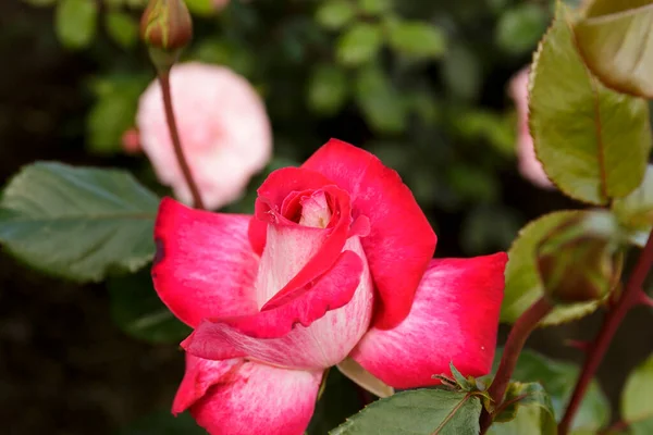 Zbliżenie Rose Kwitnący Zewnątrz Kroplami Rosy Płatkach — Zdjęcie stockowe