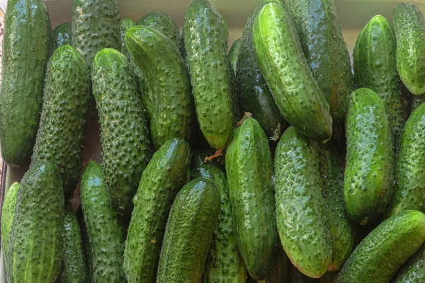 Green Cucumbers Fresh Produce Farmers Market — Stock Photo, Image
