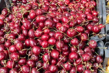 Sokak pazarının tezgahında taze kiraz. Sağlıklı yeme kavramı.