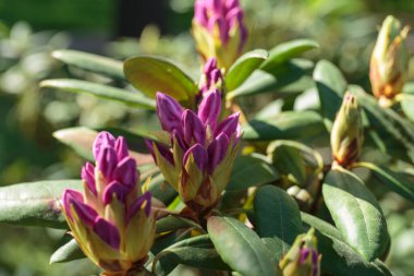 Mor neryum, mor zakkum, leylak rengi zakkum 2018.